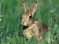 Cottontail Rabbit